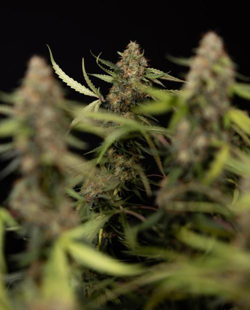 Godfather OG ✞ Auto - Zamnesia x B&B. Week 12 - Godfather OG #2 - Harvest Day
