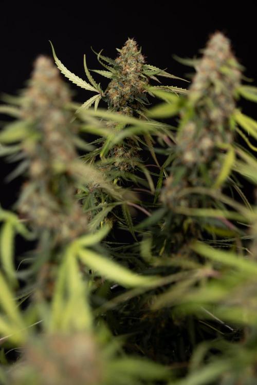 Godfather OG ✞ Auto - Zamnesia x B&B. Week 12 - Godfather OG #2 - Harvest Day