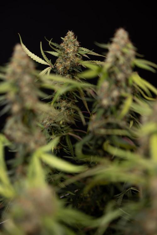 Godfather OG ✞ Auto - Zamnesia x B&B. Week 12 - Godfather OG #2 - Harvest Day