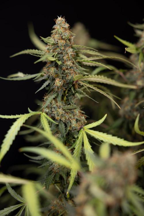 Godfather OG ✞ Auto - Zamnesia x B&B. Week 12 - Godfather OG #2 - Harvest Day
