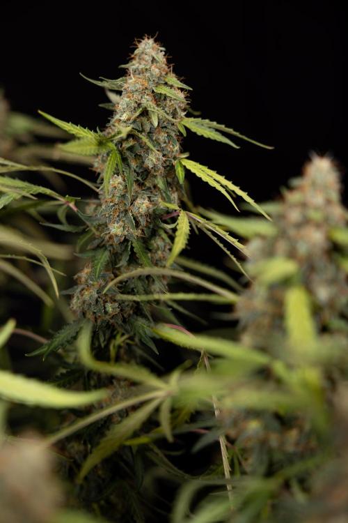 Godfather OG ✞ Auto - Zamnesia x B&B. Week 12 - Godfather OG #2 - Harvest Day