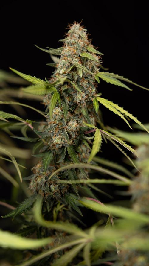 Godfather OG ✞ Auto - Zamnesia x B&B. Week 12 - Godfather OG #2 - Harvest Day