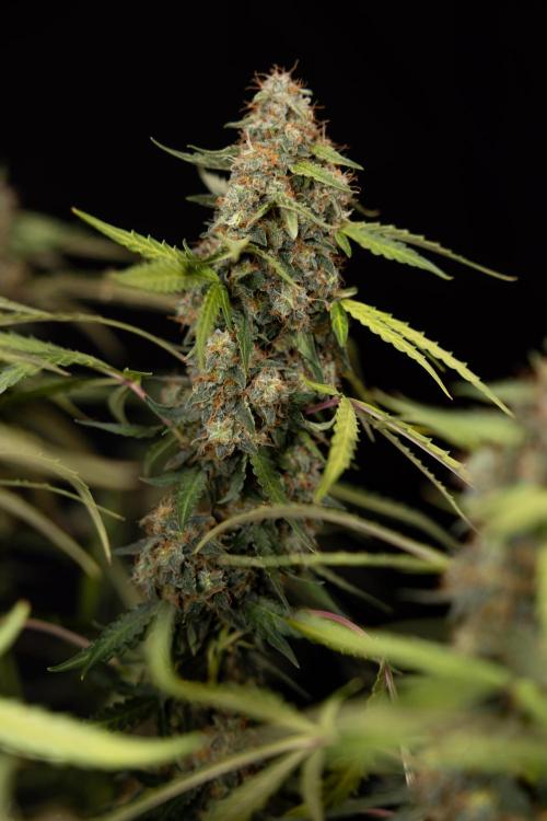 Godfather OG ✞ Auto - Zamnesia x B&B. Week 12 - Godfather OG #2 - Harvest Day