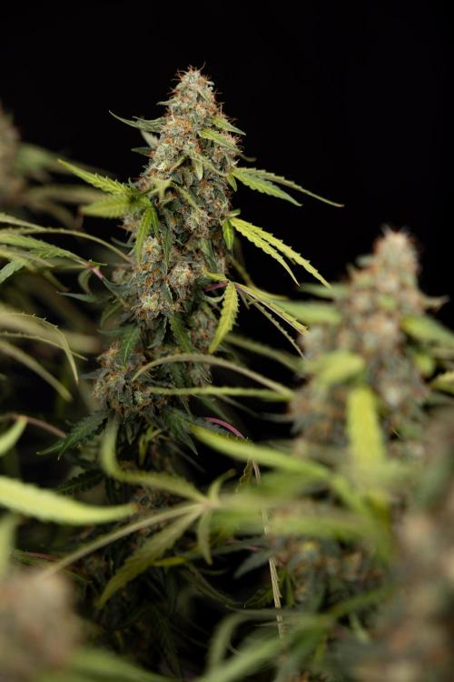 Godfather OG ✞ Auto - Zamnesia x B&B. Week 12 - Godfather OG #2 - Harvest Day