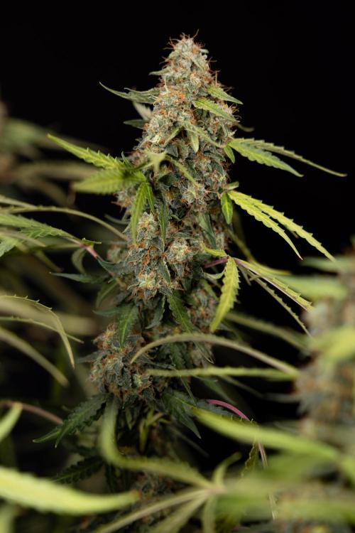 Godfather OG ✞ Auto - Zamnesia x B&B. Week 12 - Godfather OG #2 - Harvest Day