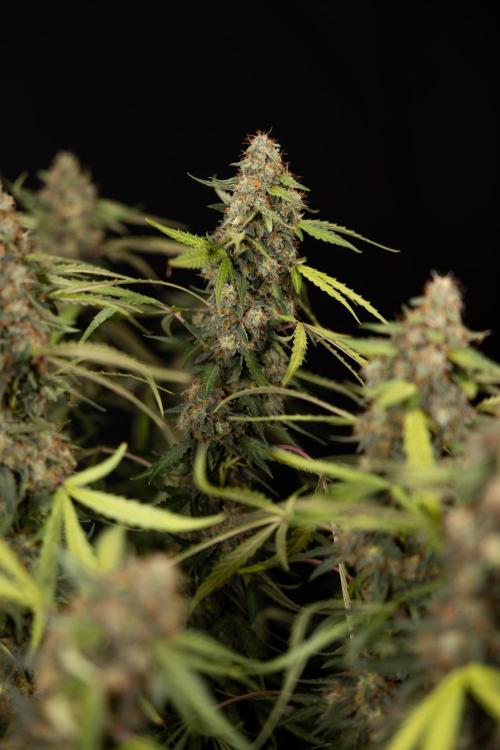 Godfather OG ✞ Auto - Zamnesia x B&B. Week 12 - Godfather OG #2 - Harvest Day