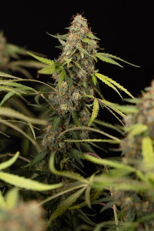 Godfather OG ✞ Auto - Zamnesia x B&B. Week 12 - Godfather OG #2 - Harvest Day