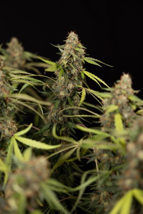 Godfather OG ✞ Auto - Zamnesia x B&B. Week 12 - Godfather OG #2 - Harvest Day