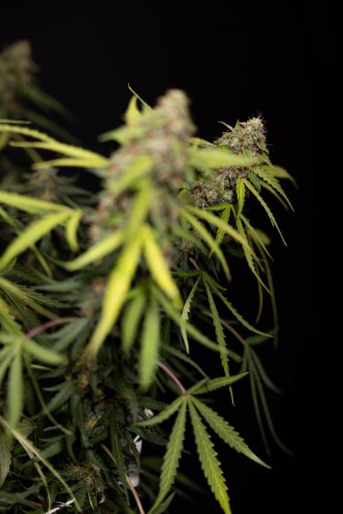 Godfather OG ✞ Auto - Zamnesia x B&B. Week 12 - Godfather OG #2 - Harvest Day