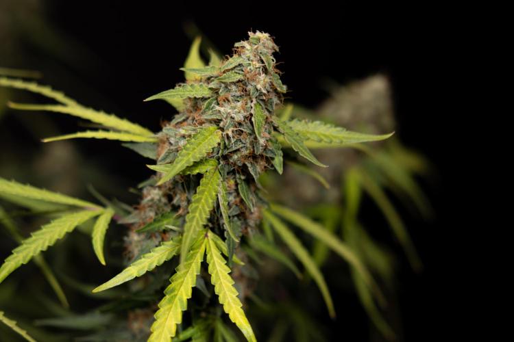 Godfather OG ✞ Auto - Zamnesia x B&B. Week 12 - Godfather OG #2 - Harvest Day