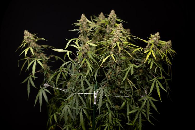 Godfather OG ✞ Auto - Zamnesia x B&B. Week 12 - Godfather OG #2 - Harvest Day