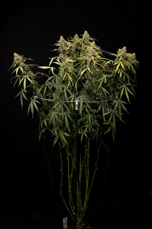 Godfather OG ✞ Auto - Zamnesia x B&B. Week 12 - Godfather OG #2 - Harvest Day