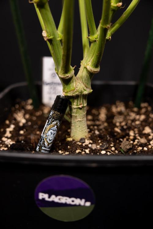 Godfather OG ✞ Auto - Zamnesia x B&B. Week 12 - Godfather OG #2 - Harvest Day