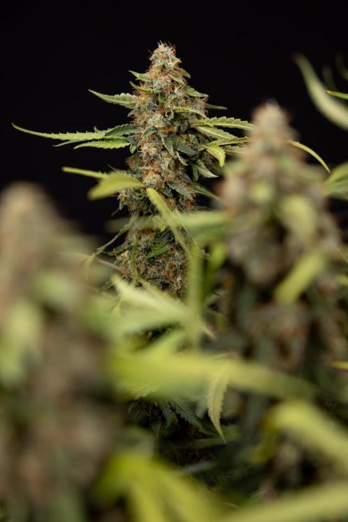 Godfather OG ✞ Auto - Zamnesia x B&B. Week 12 - Godfather OG #2 - Harvest Day