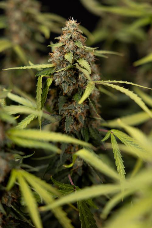 Godfather OG ✞ Auto - Zamnesia x B&B. Week 12 - Godfather OG #2 - Harvest Day