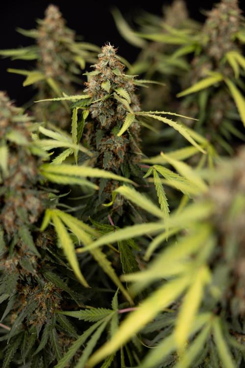 Godfather OG ✞ Auto - Zamnesia x B&B. Week 12 - Godfather OG #2 - Harvest Day