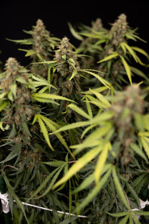 Godfather OG ✞ Auto - Zamnesia x B&B. Week 12 - Godfather OG #2 - Harvest Day