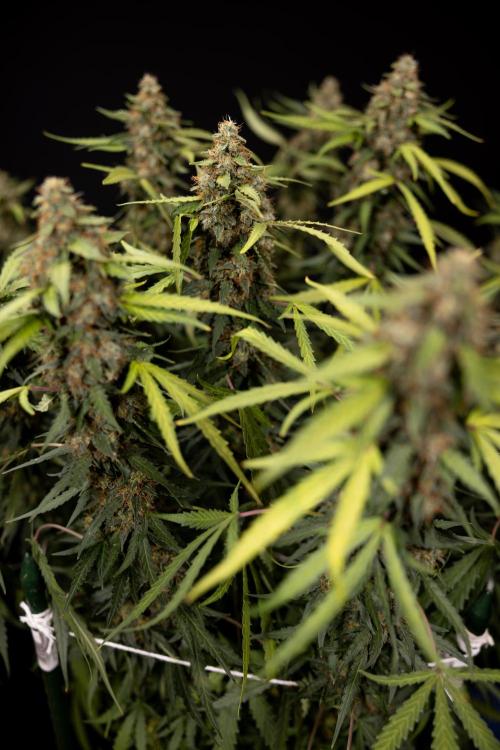 Godfather OG ✞ Auto - Zamnesia x B&B. Week 12 - Godfather OG #2 - Harvest Day