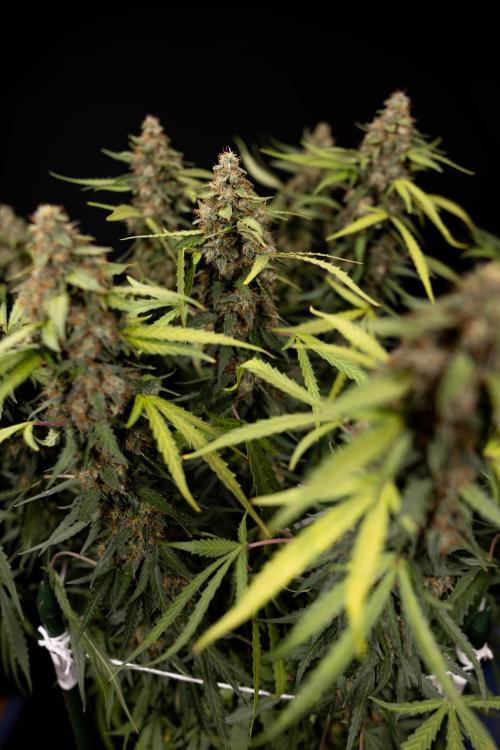 Godfather OG ✞ Auto - Zamnesia x B&B. Week 12 - Godfather OG #2 - Harvest Day