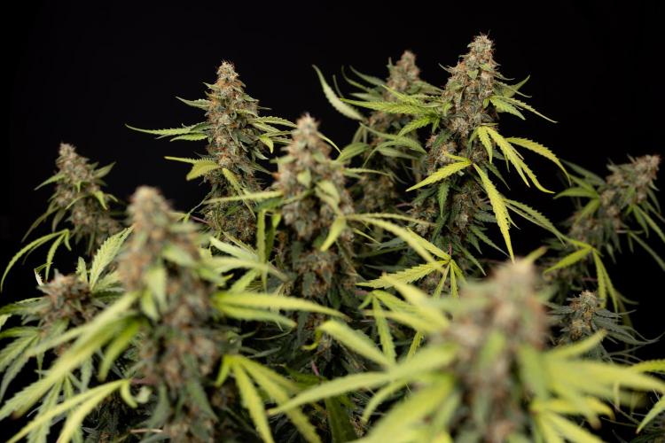 Godfather OG ✞ Auto - Zamnesia x B&B. Week 12 - Godfather OG #2 - Harvest Day