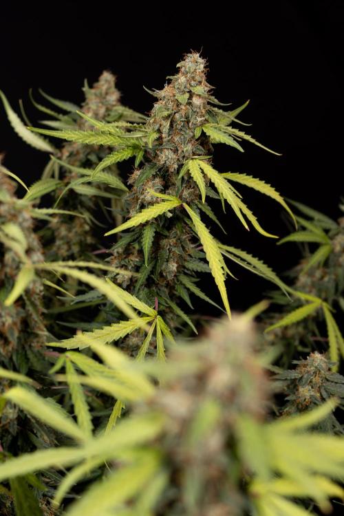 Godfather OG ✞ Auto - Zamnesia x B&B. Week 12 - Godfather OG #2 - Harvest Day