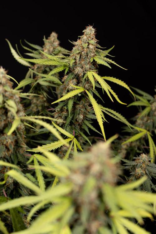 Godfather OG ✞ Auto - Zamnesia x B&B. Week 12 - Godfather OG #2 - Harvest Day