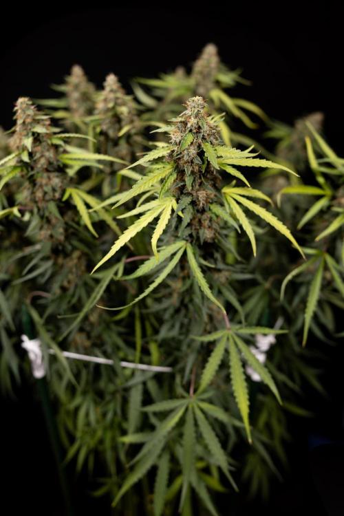 Godfather OG ✞ Auto - Zamnesia x B&B. Week 12 - Godfather OG #2 - Harvest Day