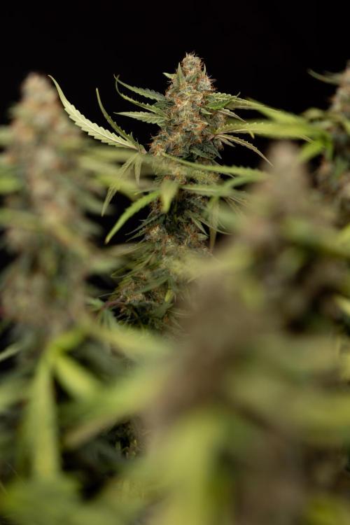 Godfather OG ✞ Auto - Zamnesia x B&B. Week 12 - Godfather OG #2 - Harvest Day