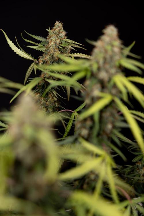 Godfather OG ✞ Auto - Zamnesia x B&B. Week 12 - Godfather OG #2 - Harvest Day