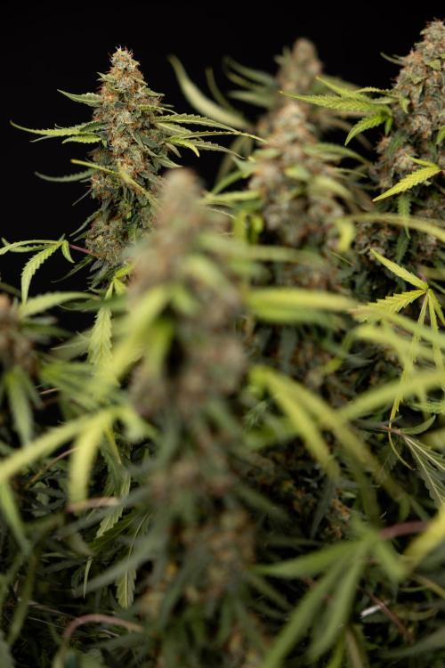 Godfather OG ✞ Auto - Zamnesia x B&B. Week 12 - Godfather OG #2 - Harvest Day