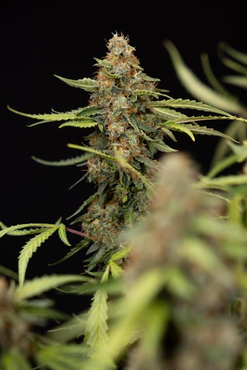Godfather OG ✞ Auto - Zamnesia x B&B. Week 12 - Godfather OG #2 - Harvest Day