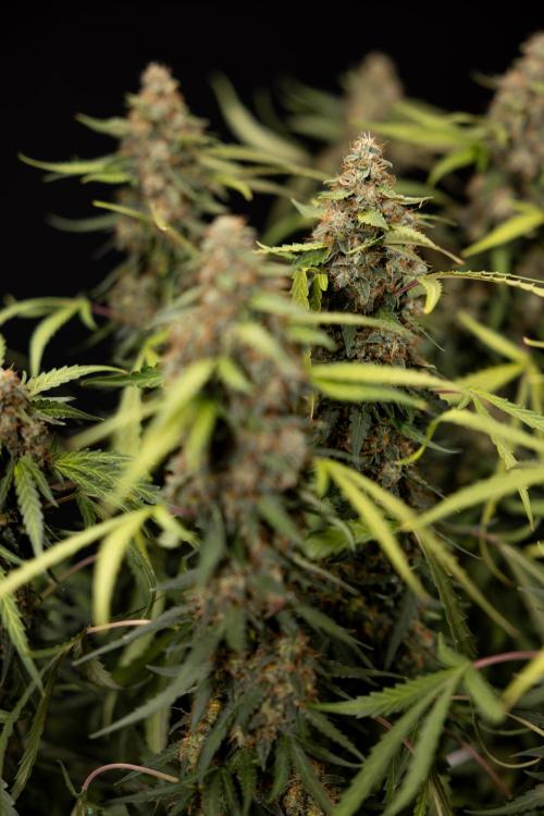 Godfather OG ✞ Auto - Zamnesia x B&B. Week 12 - Godfather OG #2 - Harvest Day