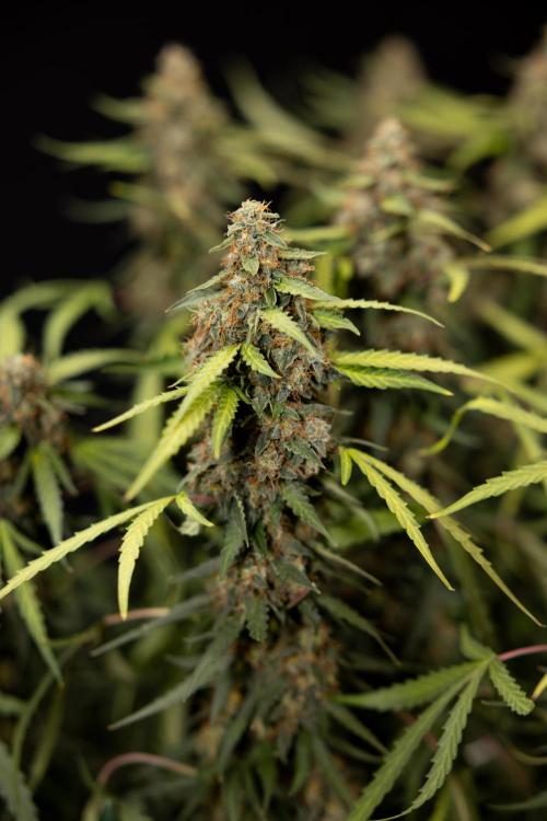 Godfather OG ✞ Auto - Zamnesia x B&B. Week 12 - Godfather OG #2 - Harvest Day