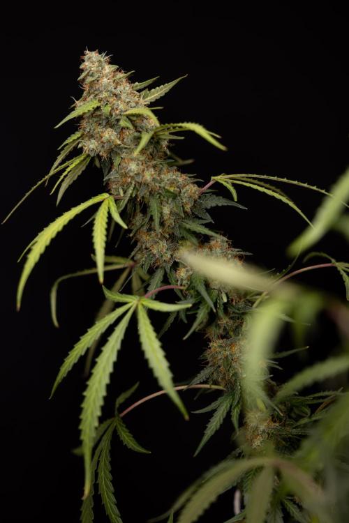 Godfather OG ✞ Auto - Zamnesia x B&B. Week 12 - Godfather OG #2 - Harvest Day