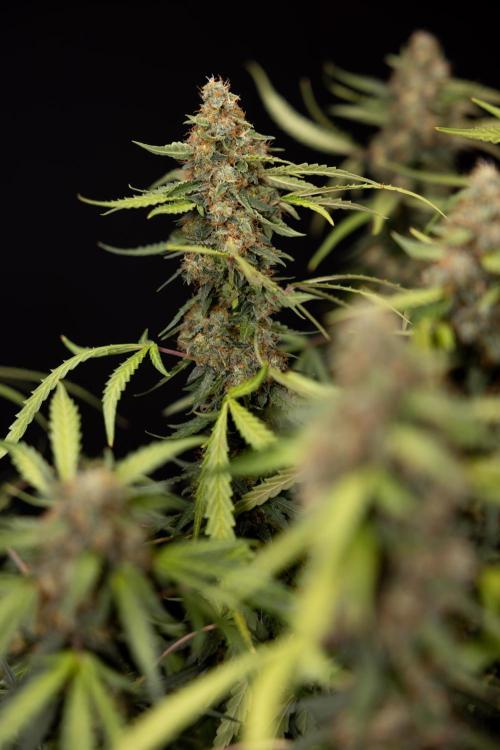 Godfather OG ✞ Auto - Zamnesia x B&B. Week 12 - Godfather OG #2 - Harvest Day