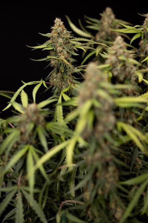 Godfather OG ✞ Auto - Zamnesia x B&B. Week 12 - Godfather OG #2 - Harvest Day