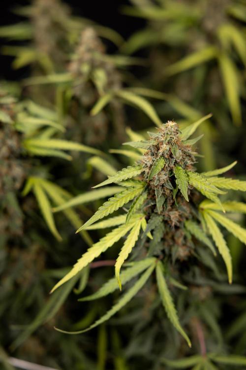 Godfather OG ✞ Auto - Zamnesia x B&B. Week 12 - Godfather OG #2 - Harvest Day