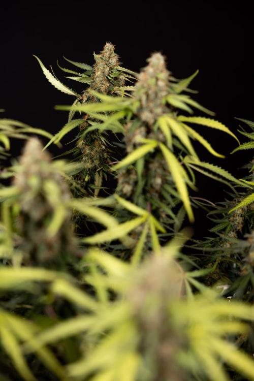Godfather OG ✞ Auto - Zamnesia x B&B. Week 12 - Godfather OG #2 - Harvest Day