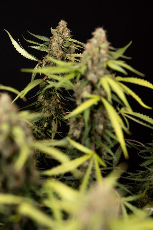 Godfather OG ✞ Auto - Zamnesia x B&B. Week 12 - Godfather OG #2 - Harvest Day