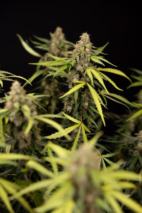Godfather OG ✞ Auto - Zamnesia x B&B. Week 12 - Godfather OG #2 - Harvest Day