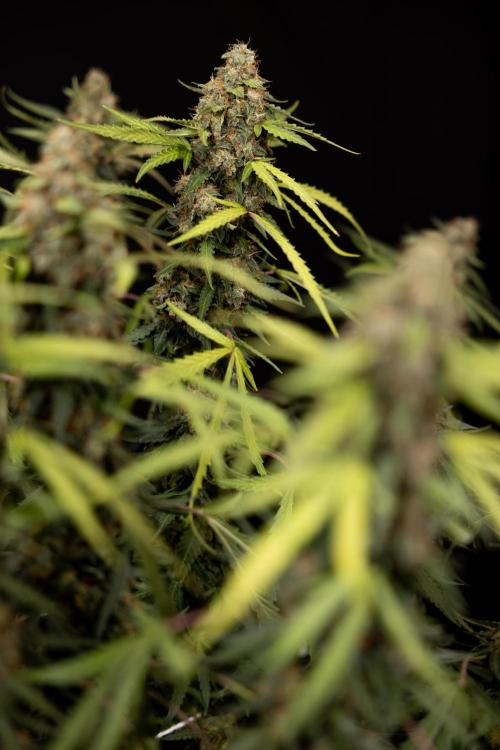 Godfather OG ✞ Auto - Zamnesia x B&B. Week 12 - Godfather OG #2 - Harvest Day