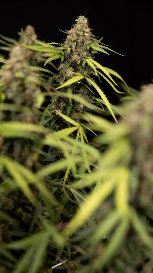 Godfather OG ✞ Auto - Zamnesia x B&B. Week 12 - Godfather OG #2 - Harvest Day