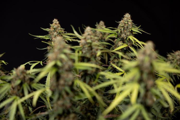 Godfather OG ✞ Auto - Zamnesia x B&B. Week 12 - Godfather OG #2 - Harvest Day