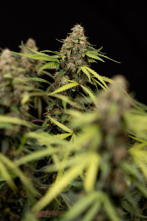Godfather OG ✞ Auto - Zamnesia x B&B. Week 12 - Godfather OG #2 - Harvest Day
