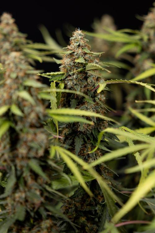 Godfather OG ✞ Auto - Zamnesia x B&B. Week 12 - Godfather OG #2 - Harvest Day