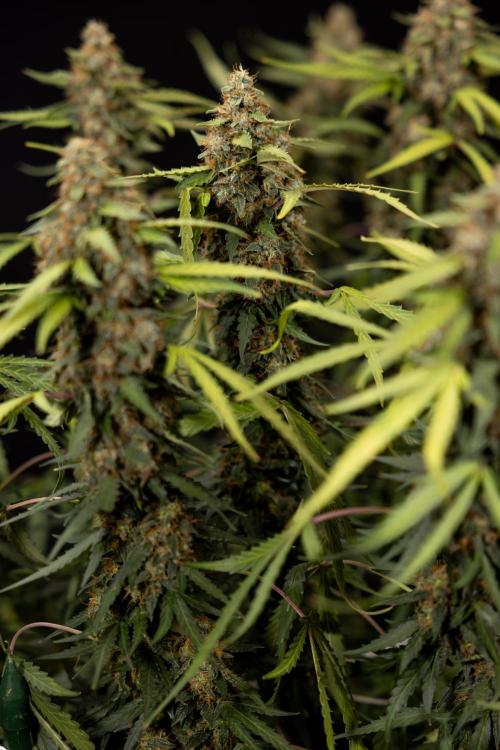 Godfather OG ✞ Auto - Zamnesia x B&B. Week 12 - Godfather OG #2 - Harvest Day