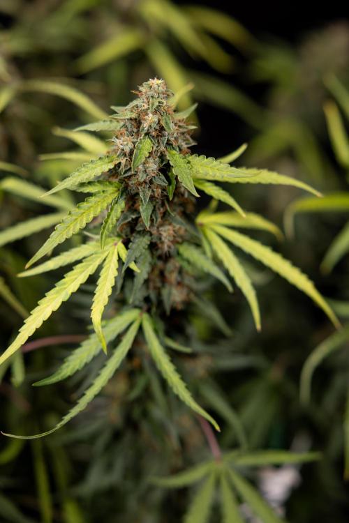 Godfather OG ✞ Auto - Zamnesia x B&B. Week 12 - Godfather OG #2 - Harvest Day