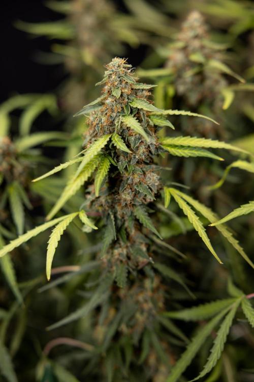 Godfather OG ✞ Auto - Zamnesia x B&B. Week 12 - Godfather OG #2 - Harvest Day