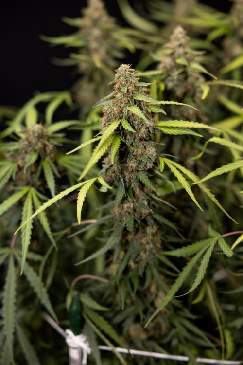Godfather OG ✞ Auto - Zamnesia x B&B. Week 12 - Godfather OG #2 - Harvest Day