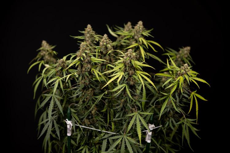 Godfather OG ✞ Auto - Zamnesia x B&B. Week 12 - Godfather OG #2 - Harvest Day